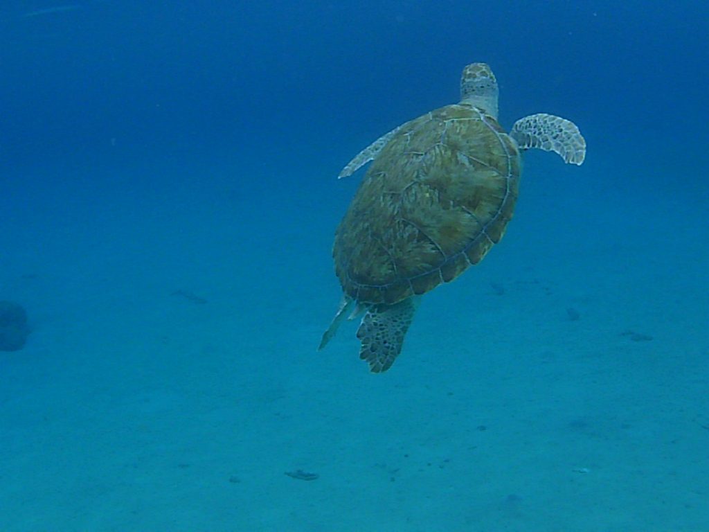 curacao zwemmen met schildpadden 2019