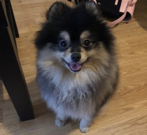 pomeranian dwergkeeshond