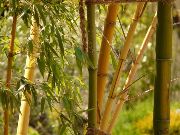 Kleding van bamboe, wat heb je daar nou precies aan?