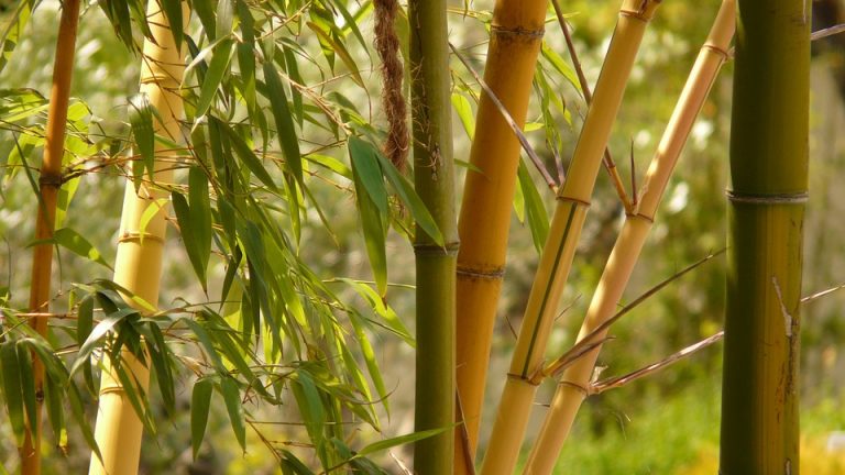 Kleding van bamboe, wat heb je daar nou precies aan?