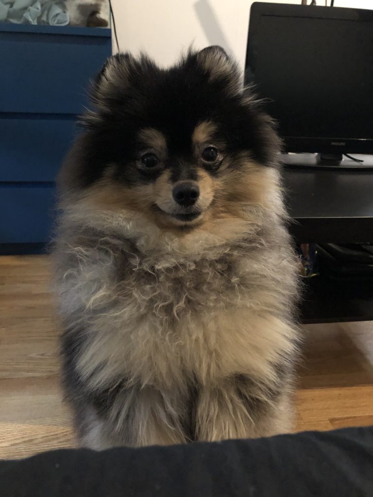 pomeranian dwergkeeshond