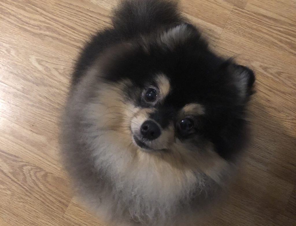 pomeranian