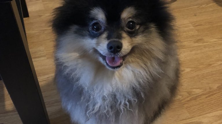 pomeranian dwergkeeshond